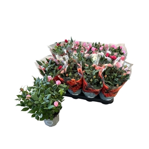 RO KORDANA GEM 4 SRT