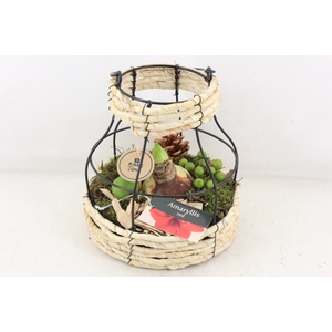 arr4 Amaryllis PL - Mand metaal windlicht