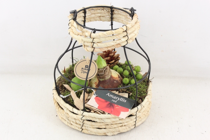 <h4>arr4 Amaryllis PL - Mand metaal windlicht</h4>