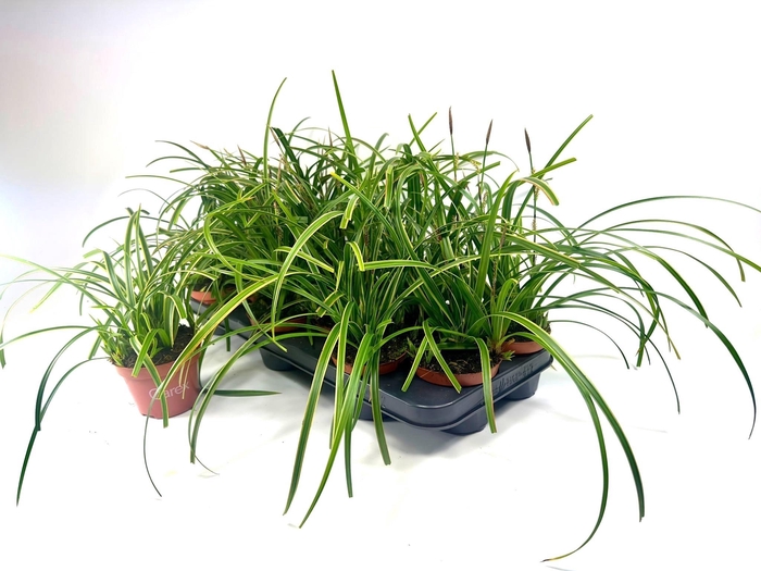 <h4>CARE MO ICE DANCE</h4>