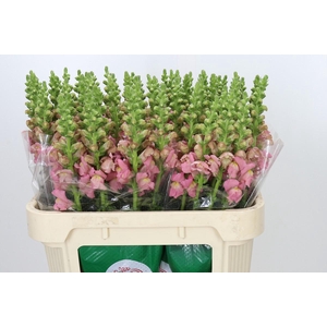 Antirrhinum Opus Pink