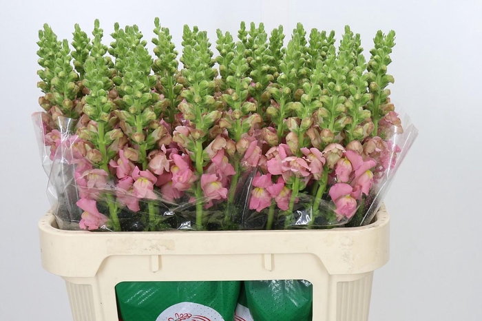<h4>Antirrhinum Opus Pink</h4>