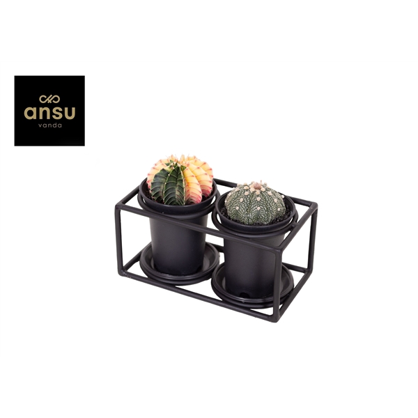 <h4>Cactus Duo in design frame</h4>