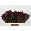 Leucadendron Saf Sunset Dark R.