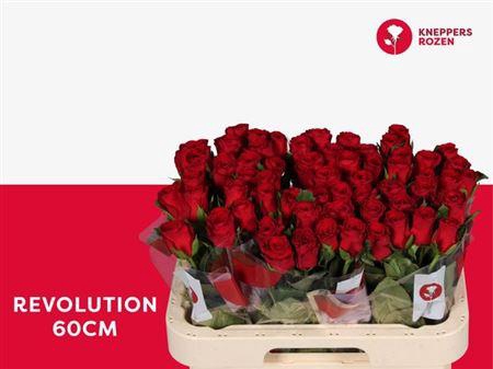 <h4>R Gr Revolution</h4>