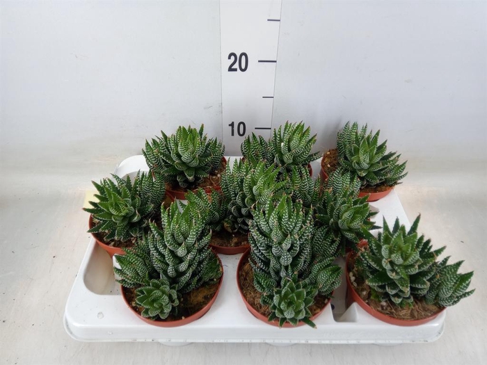 <h4>Haworthia   ...</h4>