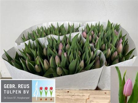 <h4>Tu En Candy Prince</h4>