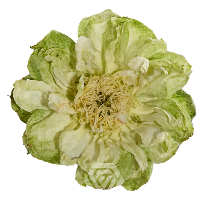 <h4>R GR VEGGIE</h4>