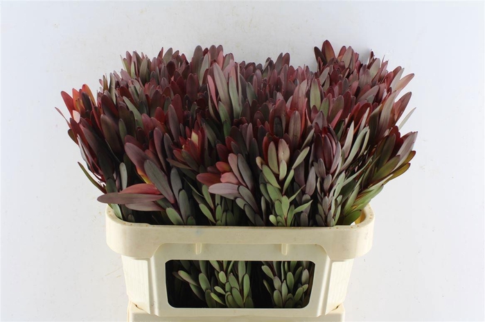 <h4>LEUCAD SAF SUNSET</h4>