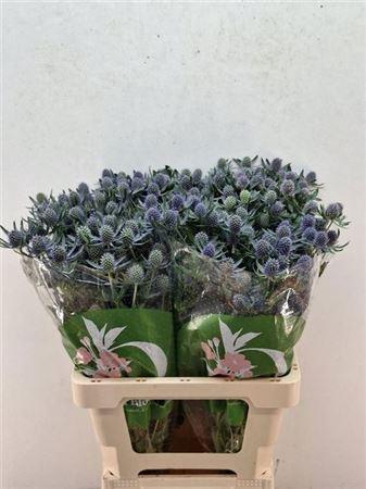 <h4>Eryn Pl Blue Glitt</h4>