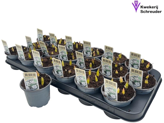 <h4>PUSC SCILLOIDES</h4>