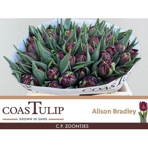 TU DU ALISON BRADLEY