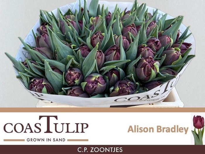 <h4>TU DU ALISON BRADLEY</h4>