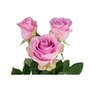 ROSA SHOCK AVALANCHE 040 CM ESTUFA