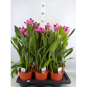 Curcuma alism. 'Siam Splash'