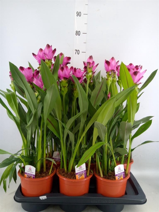 <h4>Curcuma alism. 'Siam Splash'</h4>