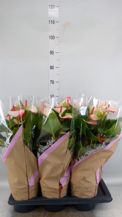 <h4>Anthurium  'Pr. Amalia Elegance'</h4>