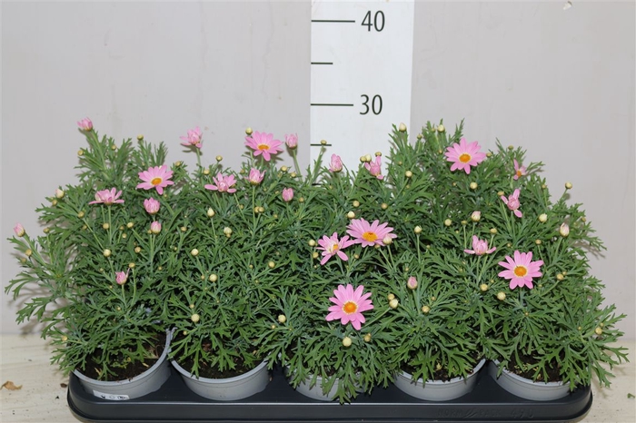 <h4>Argyranthemum Simba Pink 12</h4>
