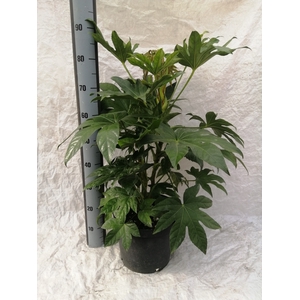 FATSIA OV