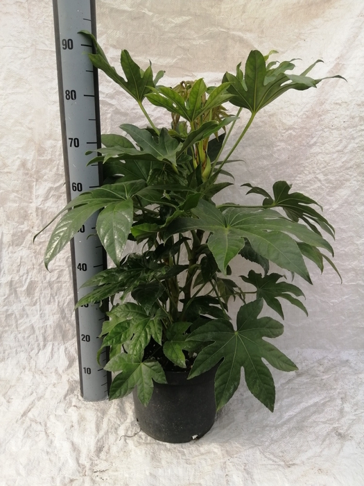 FATSIA OV