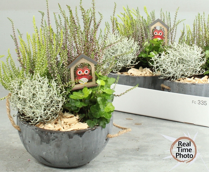 <h4>ARR TUINPLANTEN</h4>