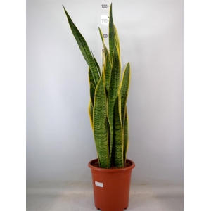 Sansevieria trifa. 'Laurentii'
