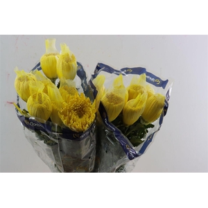 Chr G Kbh Tinted Yellow