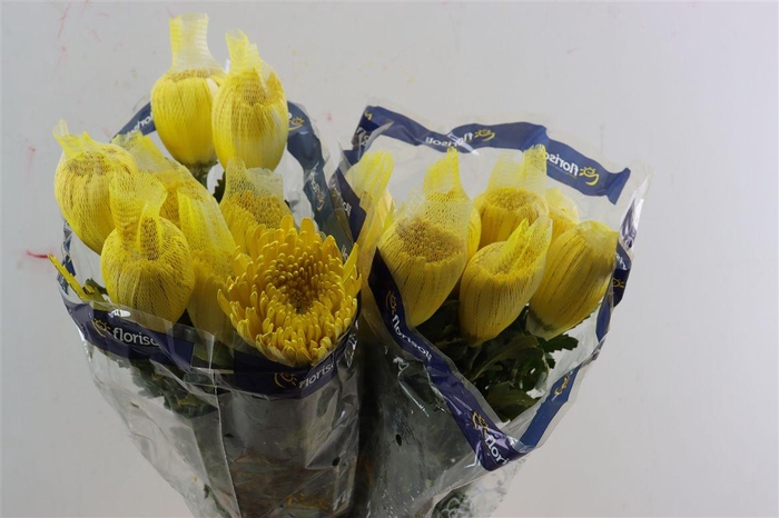 <h4>Chr G Kbh Tinted Yellow</h4>