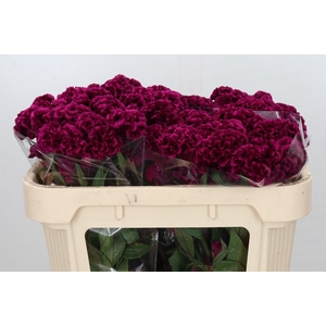 Celosia Cr Bombay Fire