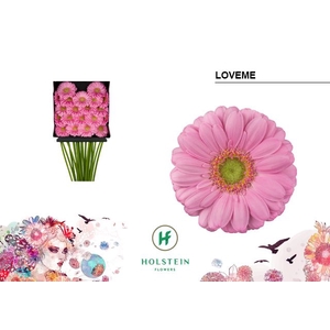 Germini Loveme Diamond per kaart