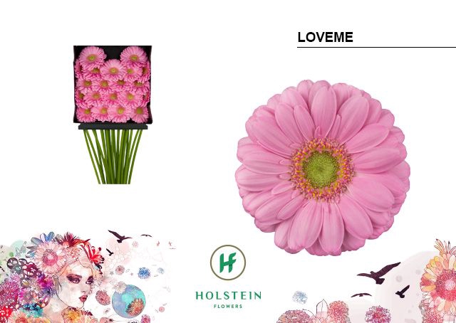 <h4>Germini Loveme Diamond per kaart</h4>