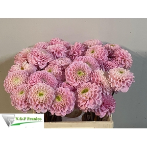 DAHL BALL WIZZ OF OZ