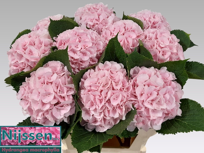<h4>HYDR M CH VERENA</h4>