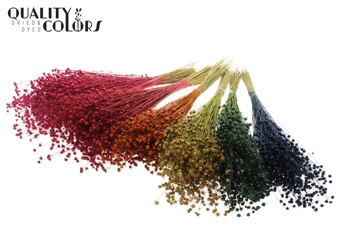 <h4>Lino Vlas p/bunch in poly Mixed Colours</h4>