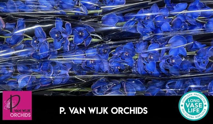 <h4>CYMB T KLB H%</h4>