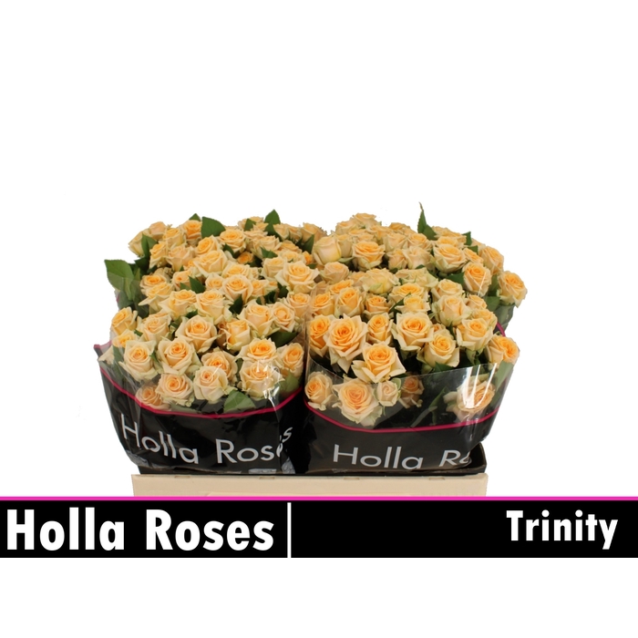 <h4>Trinity</h4>