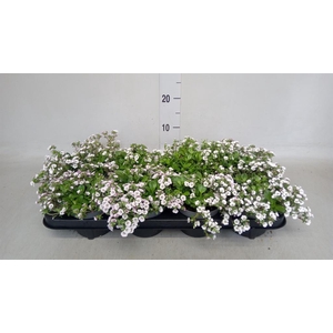 Gypsophila cerastioides
