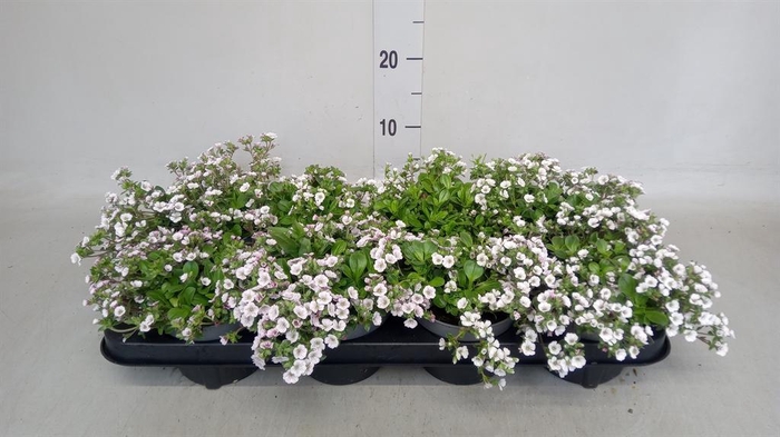 <h4>Gypsophila cerastioides</h4>