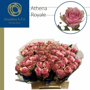 R GR ATHENA ROYALE