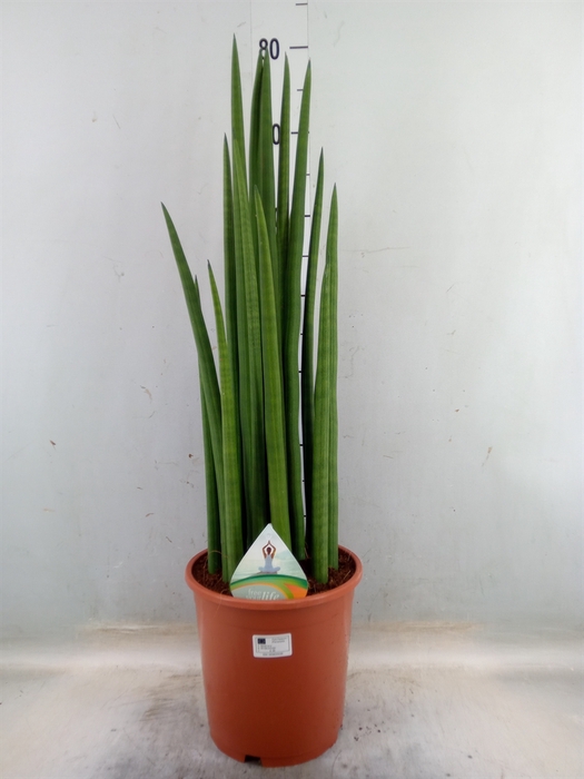 <h4>Sansevieria cyl.  ...</h4>