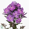Phlox P Blue Boy