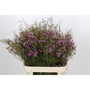 Chamelaucium Eden