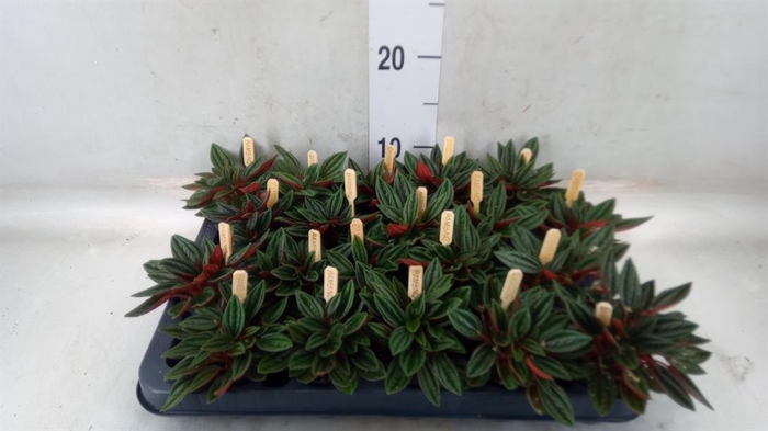 Peperomia caperata 'Rosso'