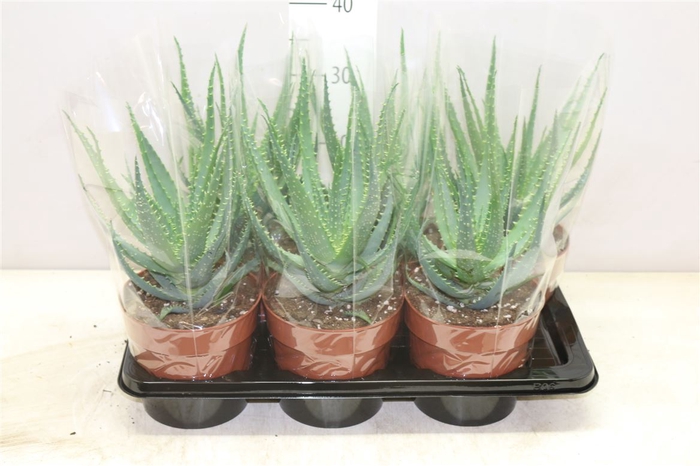 <h4>Aloe Arborescens</h4>