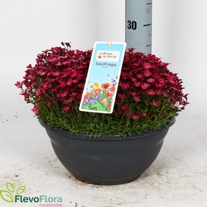 SAXIF AR IC PEARL WH