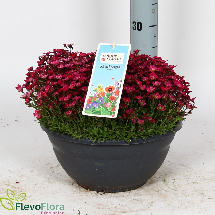 <h4>SAXIF AR IC PEARL WH</h4>