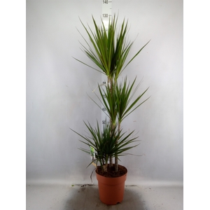 Dracaena marg.