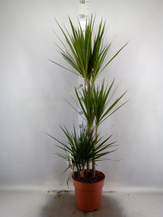 <h4>Dracaena marg.</h4>