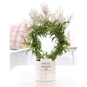 Jasminum Poly. ( 200+ knop) in P&PURE Tirza ceramics