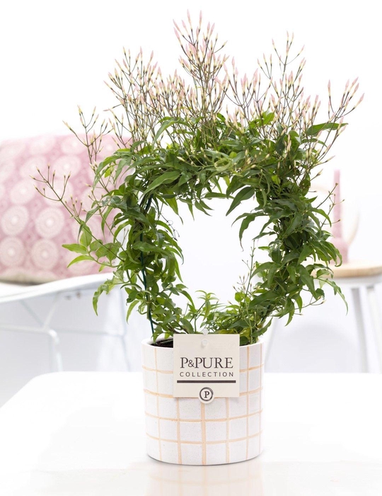 <h4>Jasminum Poly. ( 200+ knop) in P&PURE Tirza ceramics</h4>